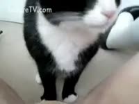 Girl receives the raunchy happiness by licking of her cunt by a cat
